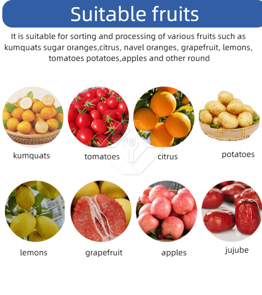 Machine de tri automatique commerciale, Machine de tri de tomates cerises et d'ail, trieuse de classification de fruits