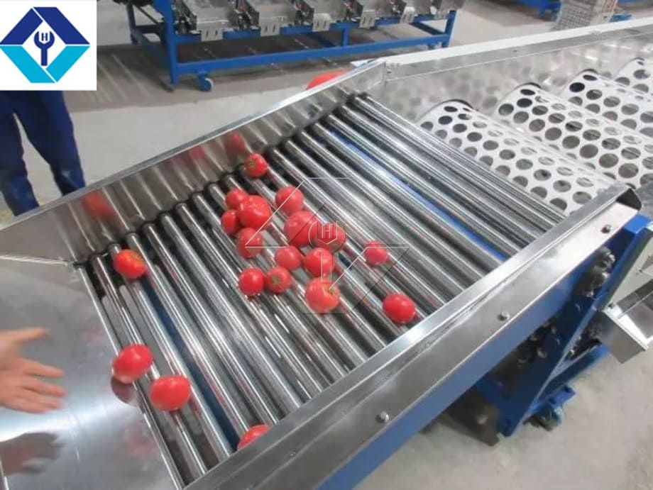 La capacité de traitement de la ligne automatique de lavage, de séchage et de classement des fruits et légumes est généralement comprise entre 300 kg/h et 3 000 kg/h.