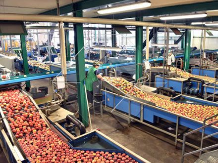 La capacité de traitement de la ligne automatique de lavage, de séchage et de classement des fruits et légumes est généralement comprise entre 300 kg/h et 3 000 kg/h.