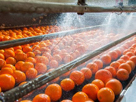La capacité de traitement de la ligne automatique de lavage, de séchage et de classement des fruits et légumes est généralement comprise entre 300 kg/h et 3 000 kg/h.